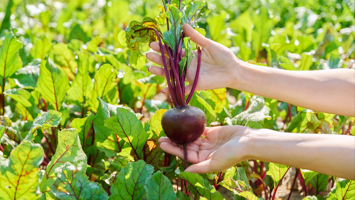 K�rm�z� pancar�n mucizevi etkileri