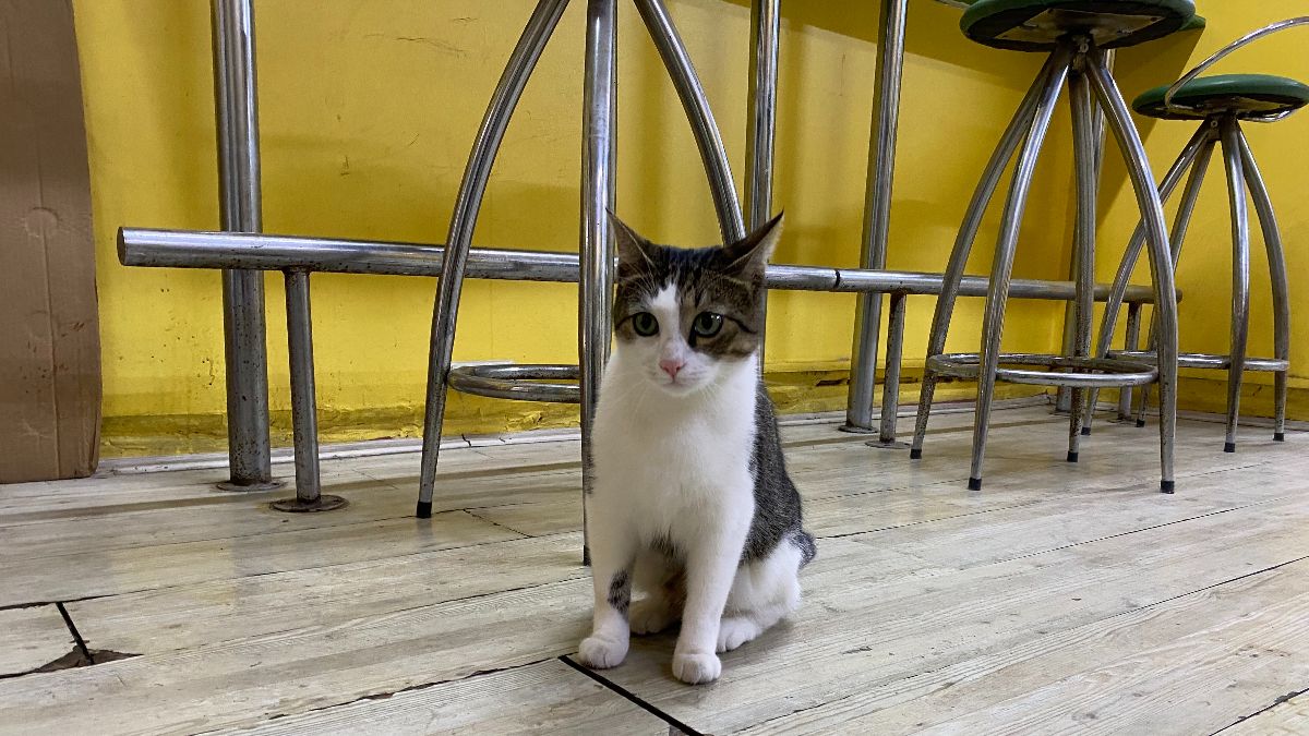 Eskişehir'de bir esnaf iki kez terk edilen kediye yuva oldu