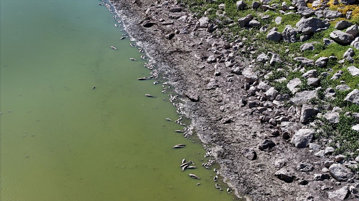 Kayseri'de korkutan görüntü: Tozlu Göleti kıyısında balık ölümleri görüldü