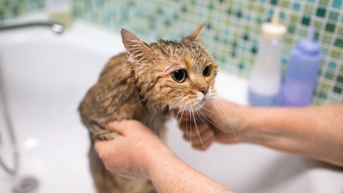 Kediler suyu neden sevmez? Cevap sandığınızdan daha ilginç