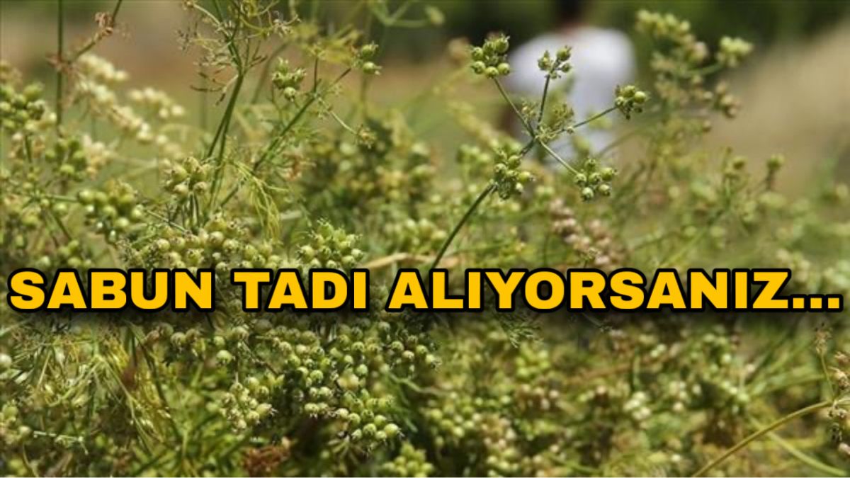 Eğer bu yeşillikten sabun tadı alıyorsanız...