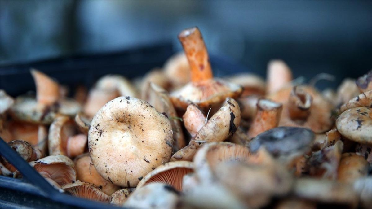 Aydın'da ormandan toplanan mantar can aldı