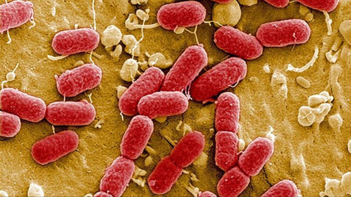 Almanya'da E. Coli salgını: 2 kişi öldü
