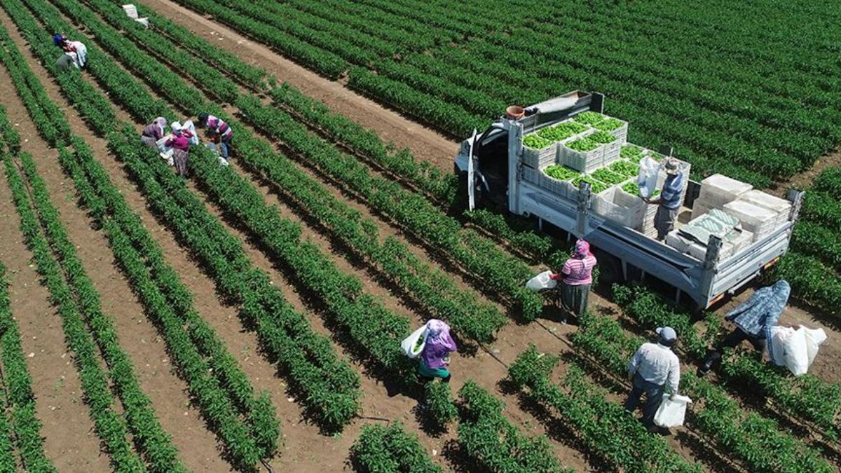 Tarımsal üretimde rekor: Türkiye dünyada 7, Avrupa'da 1'inci sıraya yerleşti