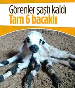 Diyarbakır'da bir kuzu 6 bacaklı doğdu