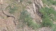 Hakkari'de bir kişi pancar toplarken çıngıraklı yılan gördü