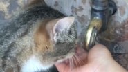 Susayan kediye elleri ile su içirdi