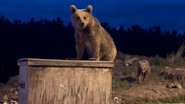 Sarıkamış’ta yavru ayıların çöp konteyneriyle sınavı