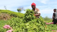 Doğu Karadeniz'de çay bahçelerinin yeni işçileri Senegalliler