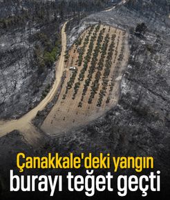 Çanakkale'deki yangında 150 ağacı bulunan zeytinlik yanmadı