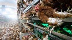Bird flu in France: poultry quarantined in more than 5 thousand towns