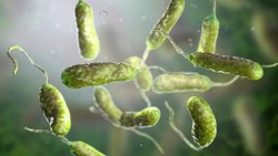 DSÖ: Bakteri direnci, ölüm riskini artırıyor