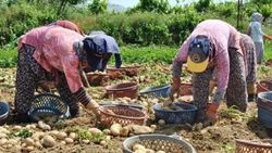 Patates üreticileri, borçları ertelensin istiyor