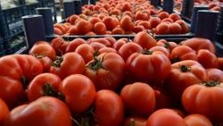 Rusya, Türkiye'den domates ithalat kotasını artırdı