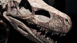 Dinozorların sonu hakkındaki tartışmalarda son tespit