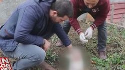 Bolu'da kedilere işkence edip öldürüyorlar