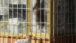 Antalya'da kedi cinayeti