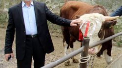 Milli Dayanışma Kampanyası'na dana bağışladı