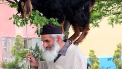 63 yaşındaki adam keçilerini omzunda taşıyor