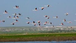 Flamingoların Tuz Gölü yolculuğu görüntülendi