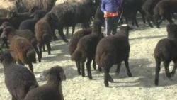 Muş'ta kuzular, anneleriyle ilk kez buluştu