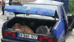 Sivas'ta, kaza yapan otomobilden buzağı çıktı