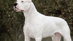 Dogo Argentino nedir
