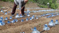 Erzincanlı çiftçiden dona karşı damacana ve poşetli önlem
