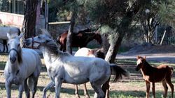 Ruam hastalığı nedir