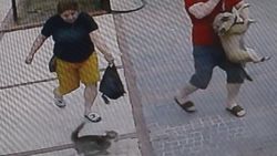 Antalya'da köpekli çift, kedinin saldırısına uğradı