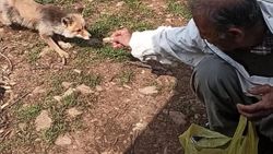 Hakkari'de arıcılar, tilkiyi elleriyle besliyor