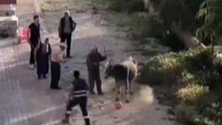 Burdur'da, sahibinin elinden kaçan boğa