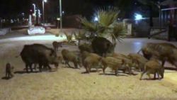 Marmaris'te domuzların sahile indiği anlar kamerada