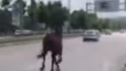 Bursa trafiğindeki at kameraya yansıdı