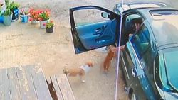 Muğla'da yanına çağırdığı köpeği çalan şahıs kamerada