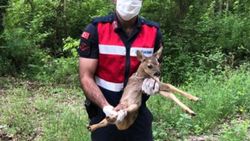 Kastamonu'da köpeklerden kurtulan karaca yavrusu