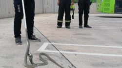 Kocaeli'de halk otobüsüne giren yılan yakalandı