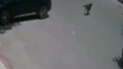 Antalya'da kamyonetin çarptığı köpek kurtuldu