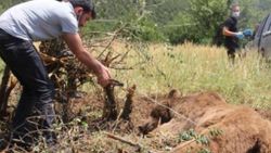 Kütahya'da bahçe teline takılan ayı kurtarıldı