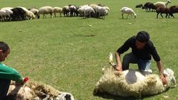 Erzincan'da koyun kırkma sezonu başladı