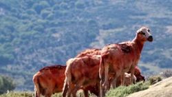 Gökçeada'da 'İmroz koyunları' kırkılıp, boyandı