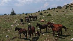 Spil Dağları'nın özgür ruhu: Yılkı atı