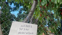 Bilecik'te ağacın altına bıraktığı not görenleri şaşırttı