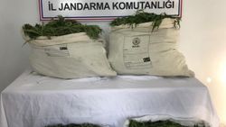 Bingöl'de 1 milyon kök kenevir ele geçirildi