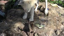 Maltepe'de, sokak köpeğinin yavru kedi ile oyunu