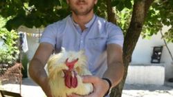 İzmir'deki boynuzlu horoz görenleri şaşırtıyor