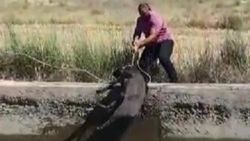 Denizli'de kanala düşen yaban domuzu kurtarıldı