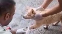 Hakkari'de ayakları asfalta yapışan köpek kurtarıldı