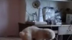 Vantilatörü açıp bir güzel uyuyan köpek