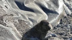 Adıyaman'da zifte saplanan köpekler kurtarıldı